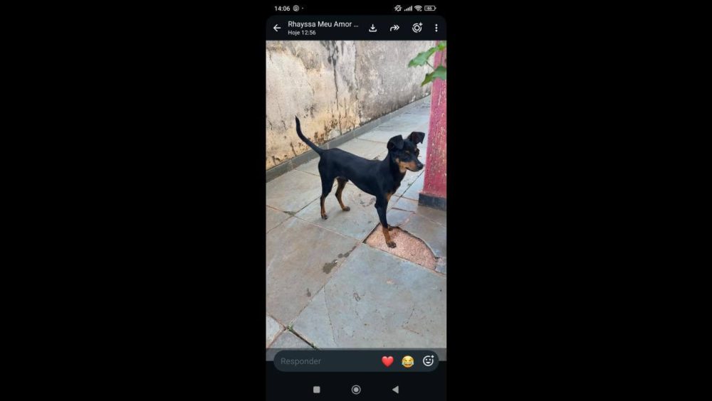 Cachorro é encontrado na rodovia BR 277 Imagem referente a Cachorro é encontrado na rodovia BR 277