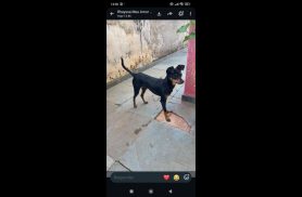 Cachorro é encontrado na rodovia BR 277 Cachorro é encontrado na rodovia BR 277