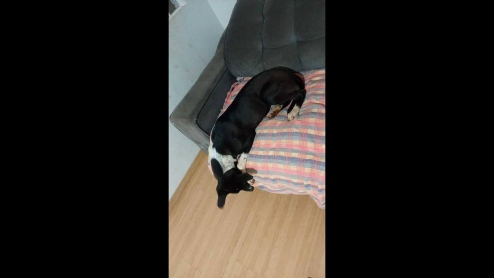 Cachorro Dexter desapareceu no bairro Parque Verde Imagem referente a Cachorro Dexter desapareceu no bairro Parque Verde