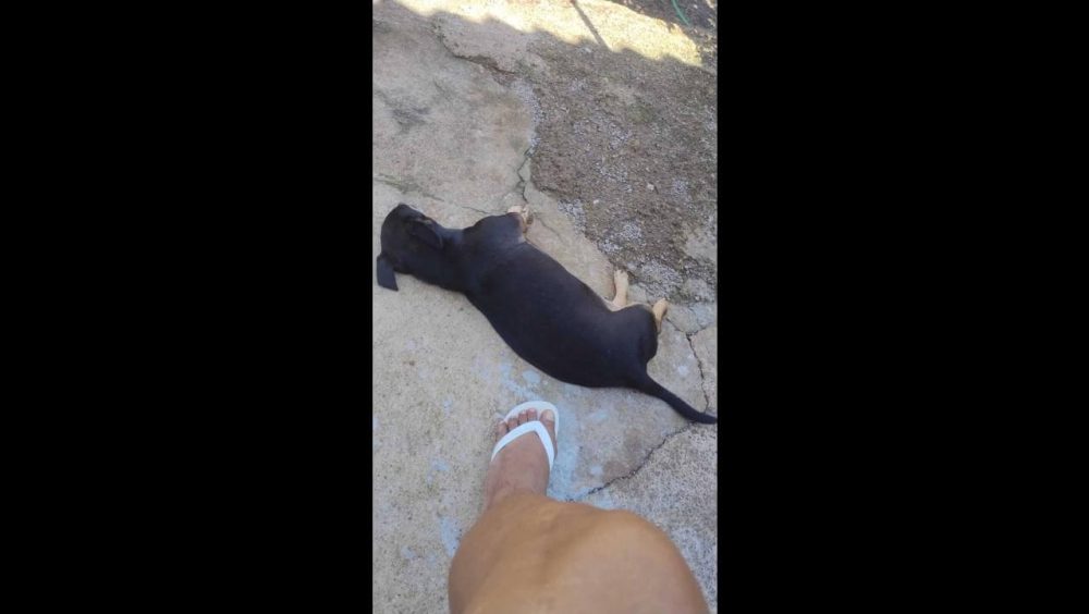 Cachorro Juninho desapareceu no bairro Interlagos Imagem referente a Cachorro Juninho desapareceu no bairro Interlagos