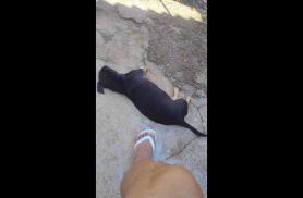 Cachorro Juninho desapareceu no bairro Interlagos Cachorro Juninho desapareceu no bairro Interlagos