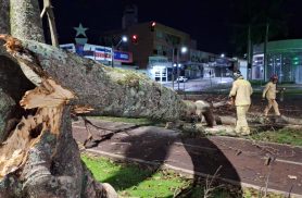 Árvore de grande porte racha e mobiliza Bombeiros na Avenida Brasil
