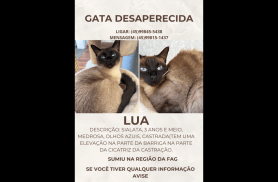 Gata Lua desapareceu no bairro Fag Gata Lua desapareceu no bairro Fag