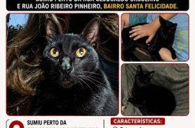 Gato Renato desapareceu no bairro Santa Felicidade Gato Renato desapareceu no bairro Santa Felicidade