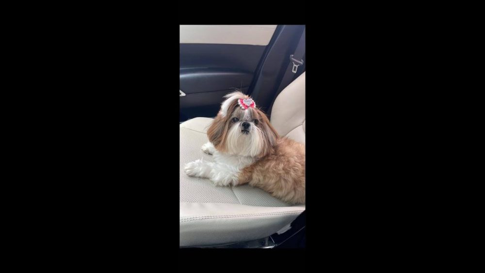 Cachorra Breda desapareceu no bairro Neva Imagem referente a Cachorra Breda desapareceu no bairro Neva