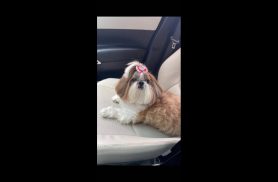 Cachorra Breda desapareceu no bairro Neva Cachorra Breda desapareceu no bairro Neva