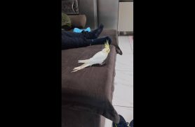 Calopsita Amarelinha desapareceu no bairro Presidente Calopsita Amarelinha desapareceu no bairro Presidente