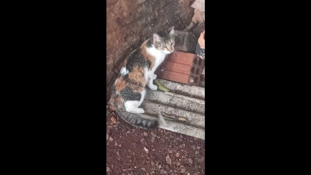 Gata é encontrada no bairro Jardim União Imagem referente a Gata é encontrada no bairro Jardim União