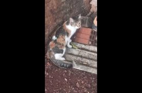 Gata é encontrada no bairro Jardim União Gata é encontrada no bairro Jardim União