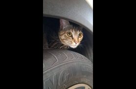 Gato é encontrado no bairro Maria Luiza