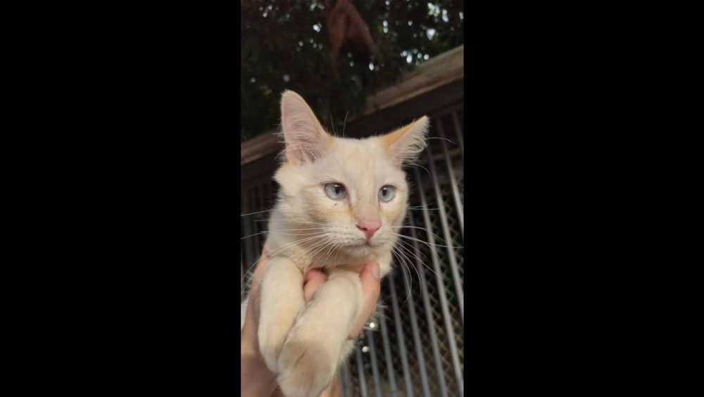 Gato é encontrado no bairro Angra dos Reis Imagem referente a Gato é encontrado no bairro Angra dos Reis