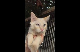 Gato é encontrado no bairro Angra dos Reis