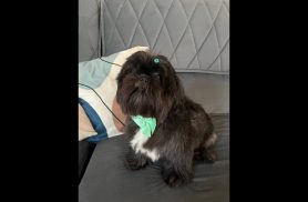 Cachorra Pretinha desapareceu no bairro Recanto Tropical