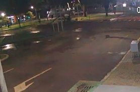 Vídeo mostra queda de árvore de grande porte na Avenida Brasil, em Cascavel Vídeo mostra queda de árvore de grande porte na Avenida Brasil, em Cascavel