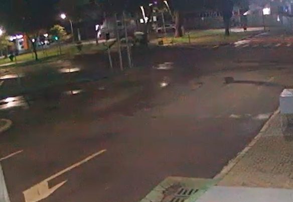 Vídeo mostra queda de árvore de grande porte na Avenida Brasil, em Cascavel