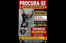 Cachorro Neguinho desapareceu no bairro Cascavel Velho