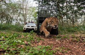 Onça-pintada capturada em área urbana de Foz volta à natureza após recuperação