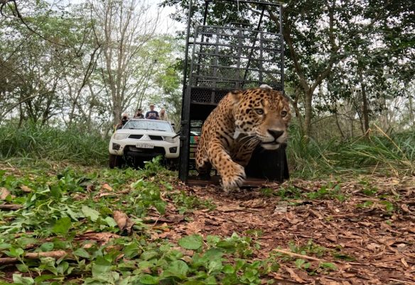 Onça-pintada capturada em área urbana de Foz volta à natureza após recuperação Onça-pintada capturada em área urbana de Foz volta à natureza após recuperação