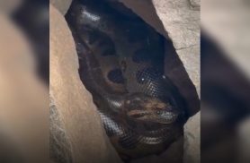 Sucuri gigante é avistada na prainha do Porto São José, em São Pedro do Paraná