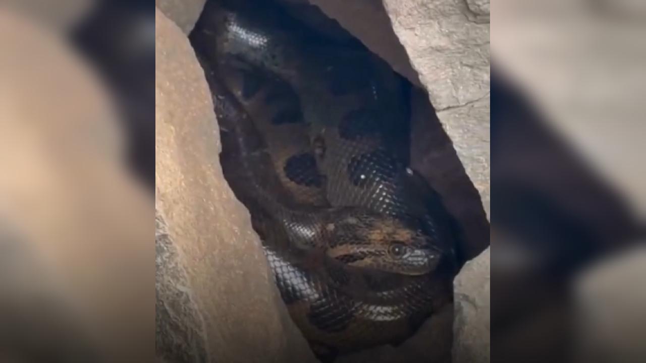 Sucuri gigante é avistada na prainha do Porto São José, em São Pedro do Paraná