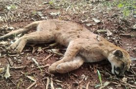 Onça-parda é encontrada morta às margens da BR-376