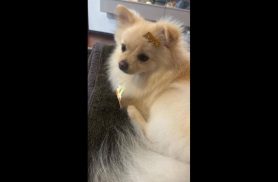 Cachorro Snow desapareceu no bairro Coqueiral