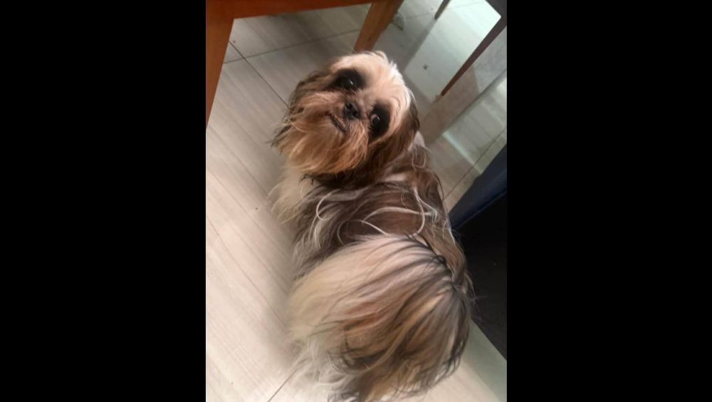 Cachorro é encontrado no bairro Neva Imagem referente a Cachorro é encontrado no bairro Neva
