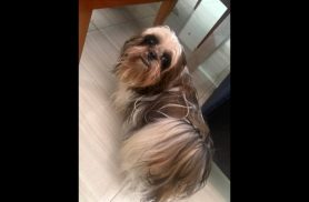 Cachorro é encontrado no bairro Neva