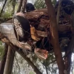 Imagem relativa a Carro fica preso em árvore após acidente na rodovia PR-542
