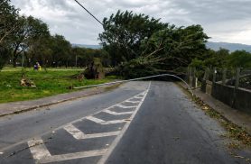 SP: ventania pode atingir 50 km/h no fim de semana