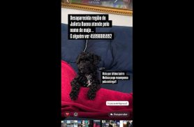 Cachorra Maju desapareceu no bairro Interlagos