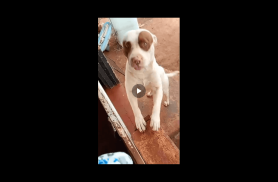 Cachorro Aslan e macha desapareceu no bairro Santa Felicidade