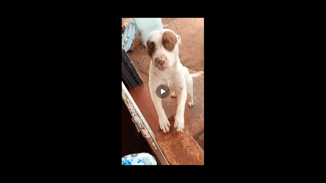 Imagem referente a Cachorro Aslan e macha desapareceu no bairro Santa Felicidade