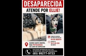 Cachorra Ellie desapareceu no bairro Santo Onofre
