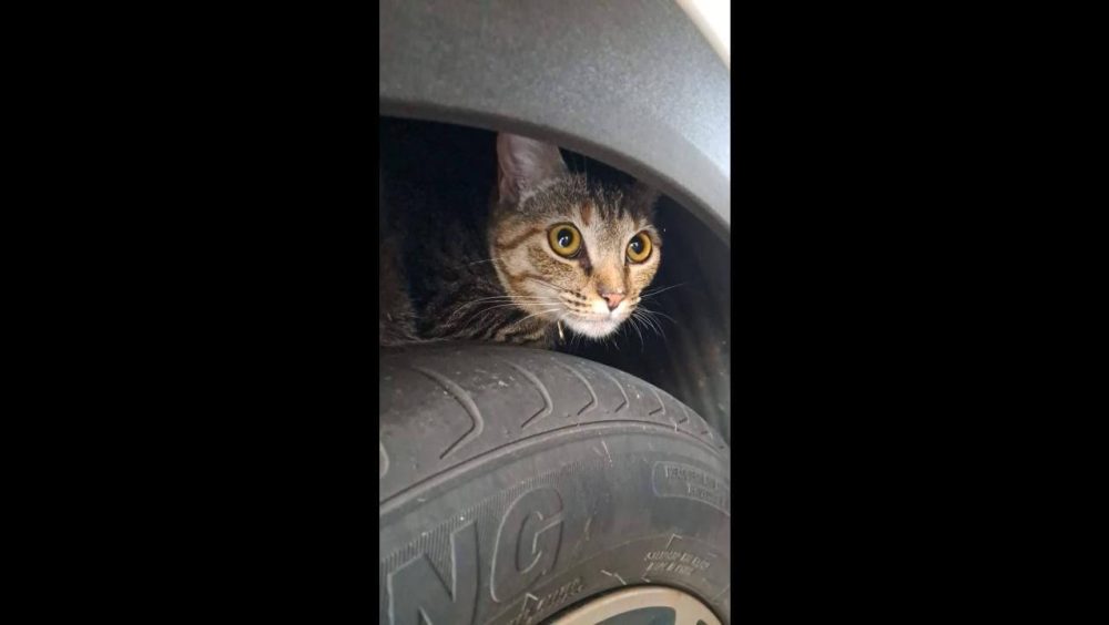 Gato é encontrado no bairro Maria Luiza Imagem referente a Gato é encontrado no bairro Maria Luiza