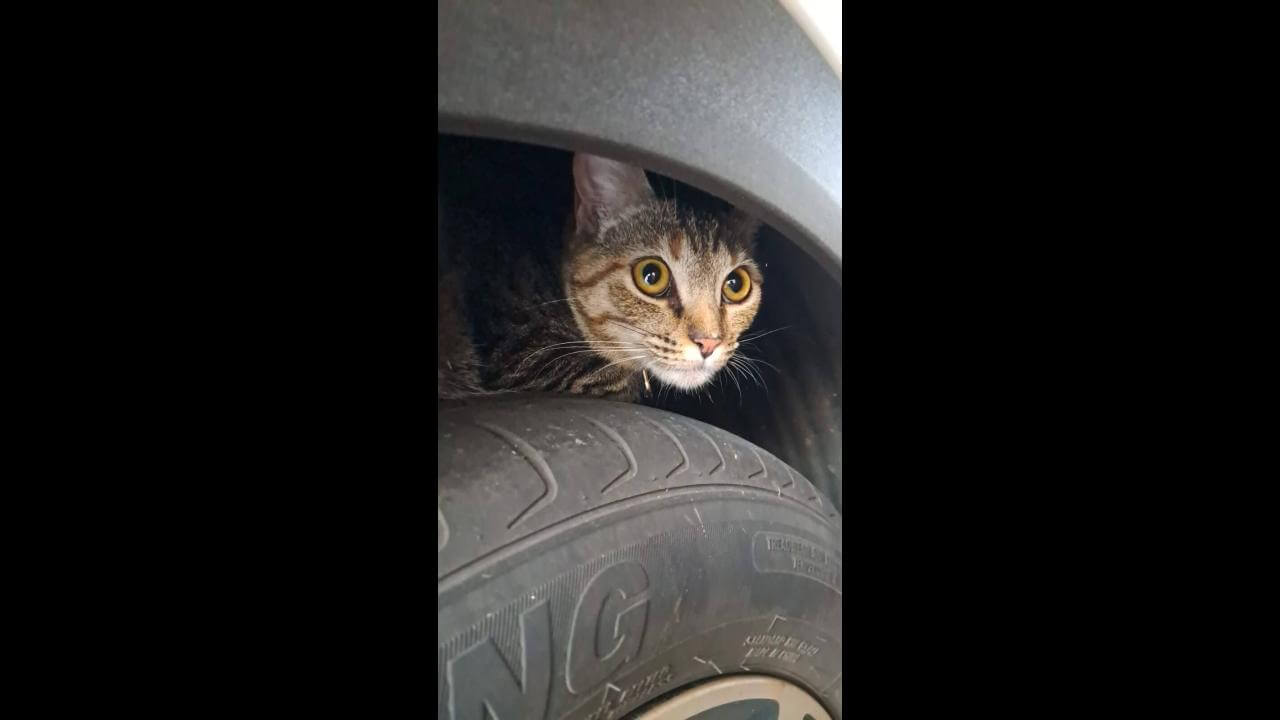 Imagem referente a Gato é encontrado no bairro Maria Luiza