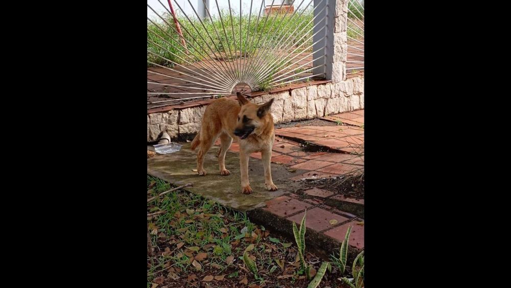 Cachorro é encontrado no bairro Ciro Nardi Imagem referente a Cachorro é encontrado no bairro Ciro Nardi