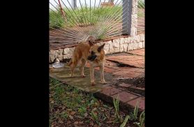 Cachorro é encontrado no bairro Ciro Nardi