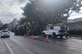 Rua Manoel Ribas é parcialmente interditada após queda de árvore