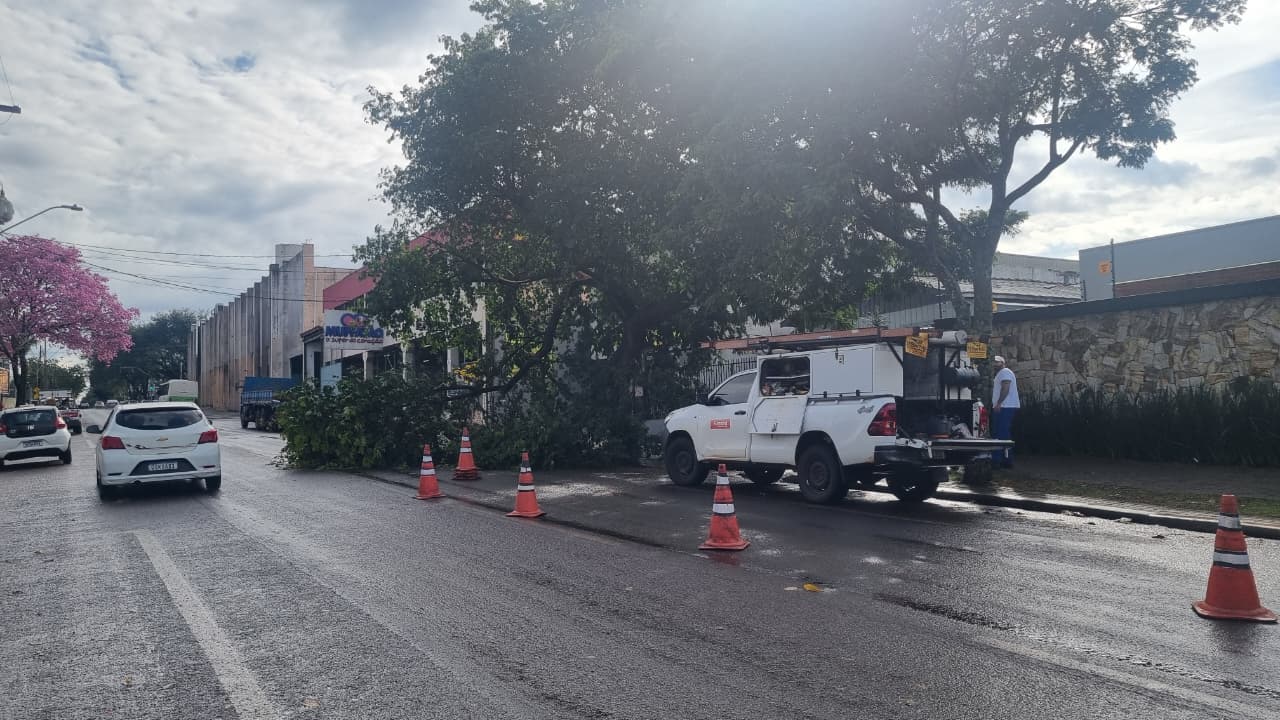 Rua Manoel Ribas é parcialmente interditada após queda de árvore