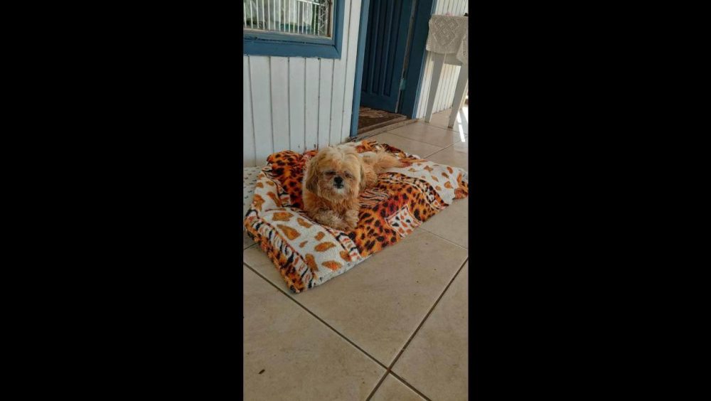 Cachorrinha é encontrada no bairro Turisparque Imagem referente a Cachorrinha é encontrada no bairro Turisparque