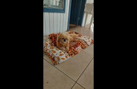 Cachorrinha é encontrada no bairro Turisparque