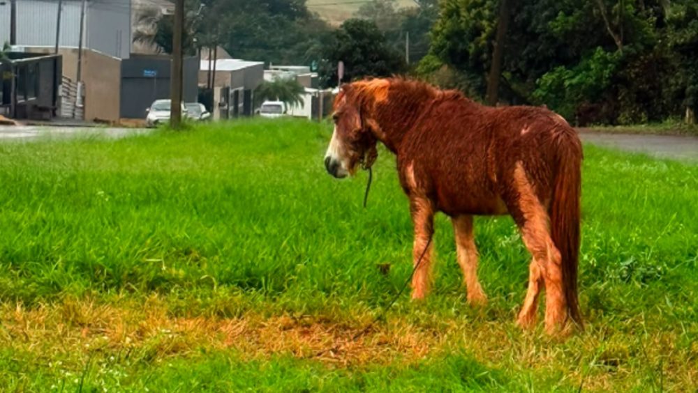 Pônei amarrado em poste revolta moradores de Cascavel; veja o que fez a prefeitura Imagem referente a Pônei amarrado em poste revolta moradores de Cascavel; veja o que fez a prefeitura