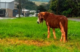 Pônei amarrado em poste revolta moradores de Cascavel; veja o que fez a prefeitura