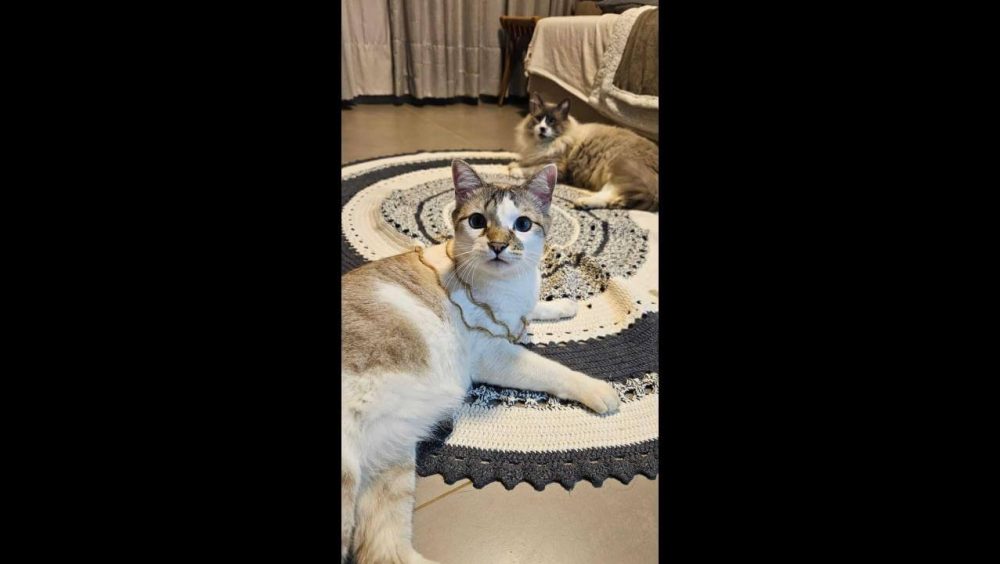 Gato Gus desapareceu no bairro Pioneiros Catarinenses Imagem referente a Gato Gus desapareceu no bairro Pioneiros Catarinenses