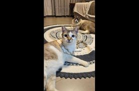 Gato Gus desapareceu no bairro Pioneiros Catarinenses