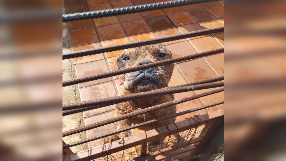 Guarda Municipal de Cascavel apura maus-tratos a animais após briga entre cães na Rua Pernambuco Imagem referente a Guarda Municipal de Cascavel apura maus-tratos a animais após briga entre cães na Rua Pernambuco