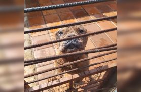 Guarda Municipal de Cascavel apura maus-tratos a animais após briga entre cães na Rua Pernambuco