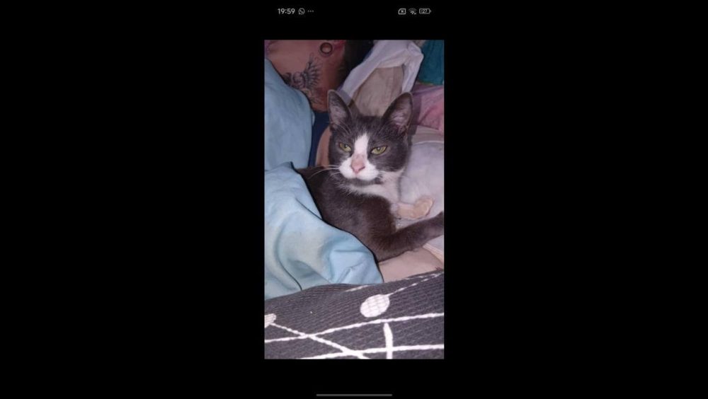 Gata cruela desapareceu no bairro Cancelli Imagem referente a Gata cruela desapareceu no bairro Cancelli