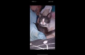 Gata cruela desapareceu no bairro Cancelli